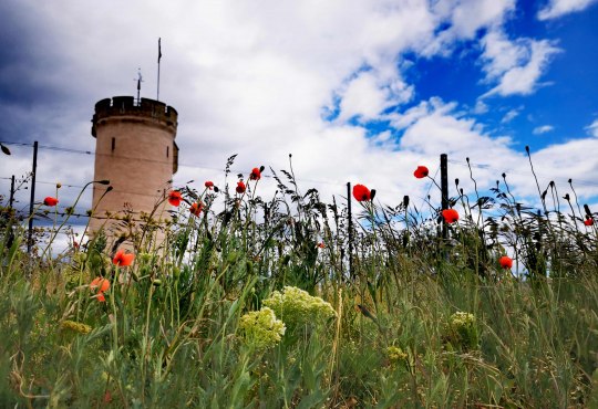 Wartturm bei Nierstein, &copy; Marina Noble