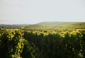 Winzerhof Diegel_Weinreben &copy; Winzerhof Diegel