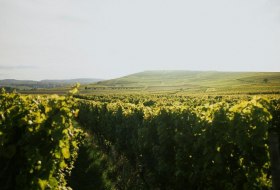 Winzerhof Diegel_Weinreben © Winzerhof Diegel