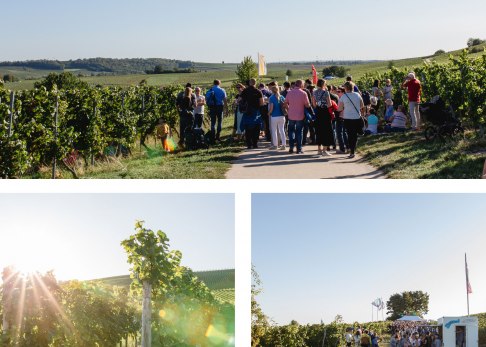 Weinlehrpfad in Bodenheim