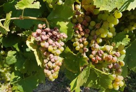 Sonnenbrand Trauben © Udo Diel