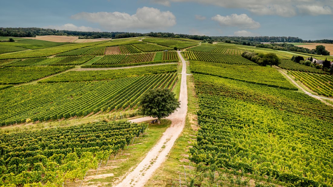 Hackenheimer Kirchberg