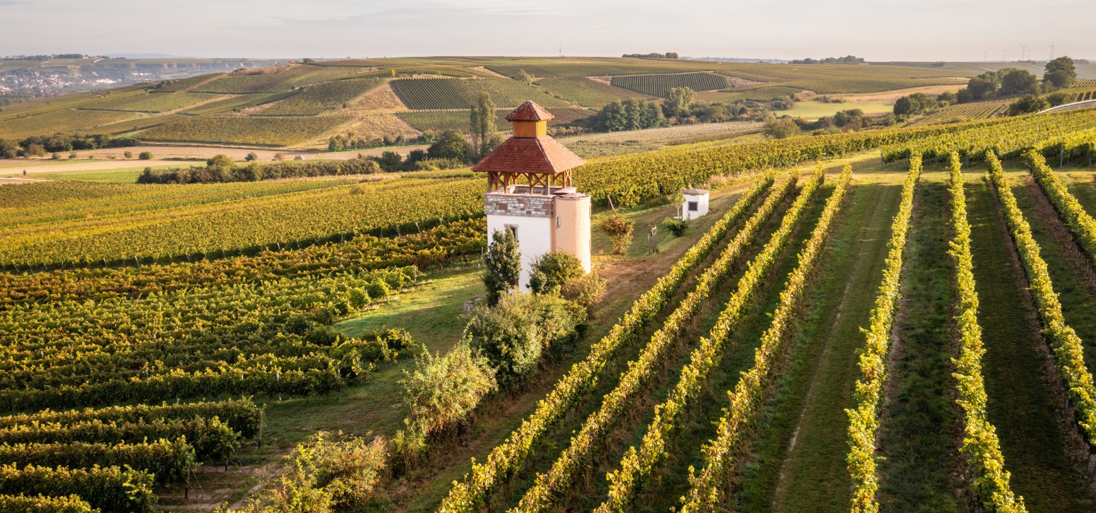 Weinberge bei Stadecken-Elsheim, &copy; Dominik Ketz