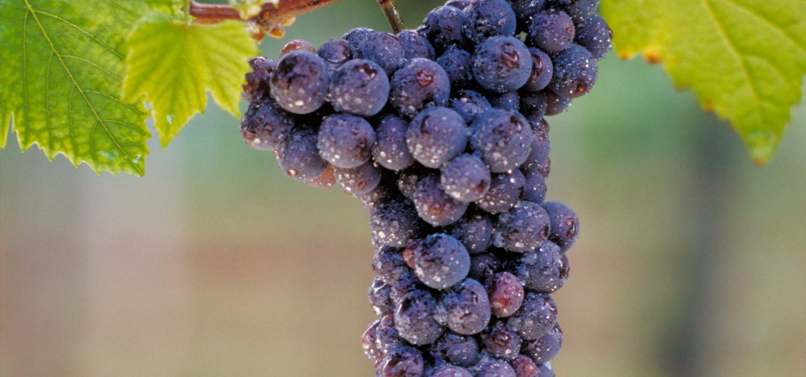 Schwarzriesling, &copy; DWI