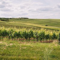 WeingutPetershof253