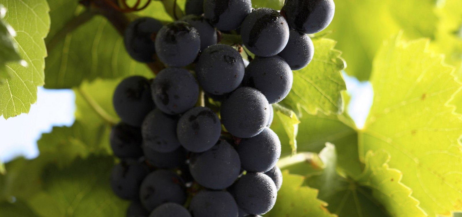 Regent Titelbild, © DWI