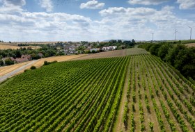 Freimersheimer Frankenstein © Rheinhessenwein e.V., Torsten Silz