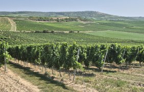 Weinberge Horrweiler