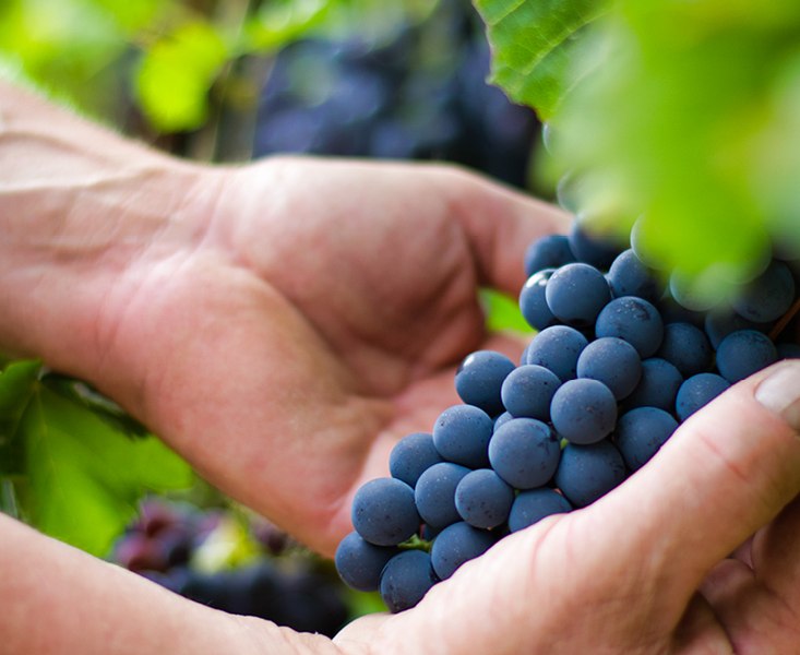 wijnmakerij-reck_2, &copy; Weingut Reck