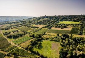 Gau-Algesheimer Steinert