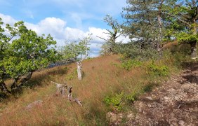 Weg zur Hexenkanzel &copy; Tourist Information Alzeyer Land und Rheinhessische Schwei