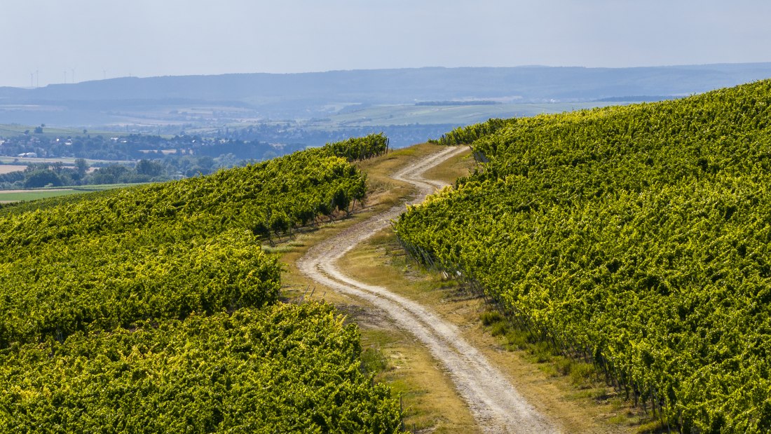 Gau-Bickelheimer Saukopf, &copy; Torsten Silz