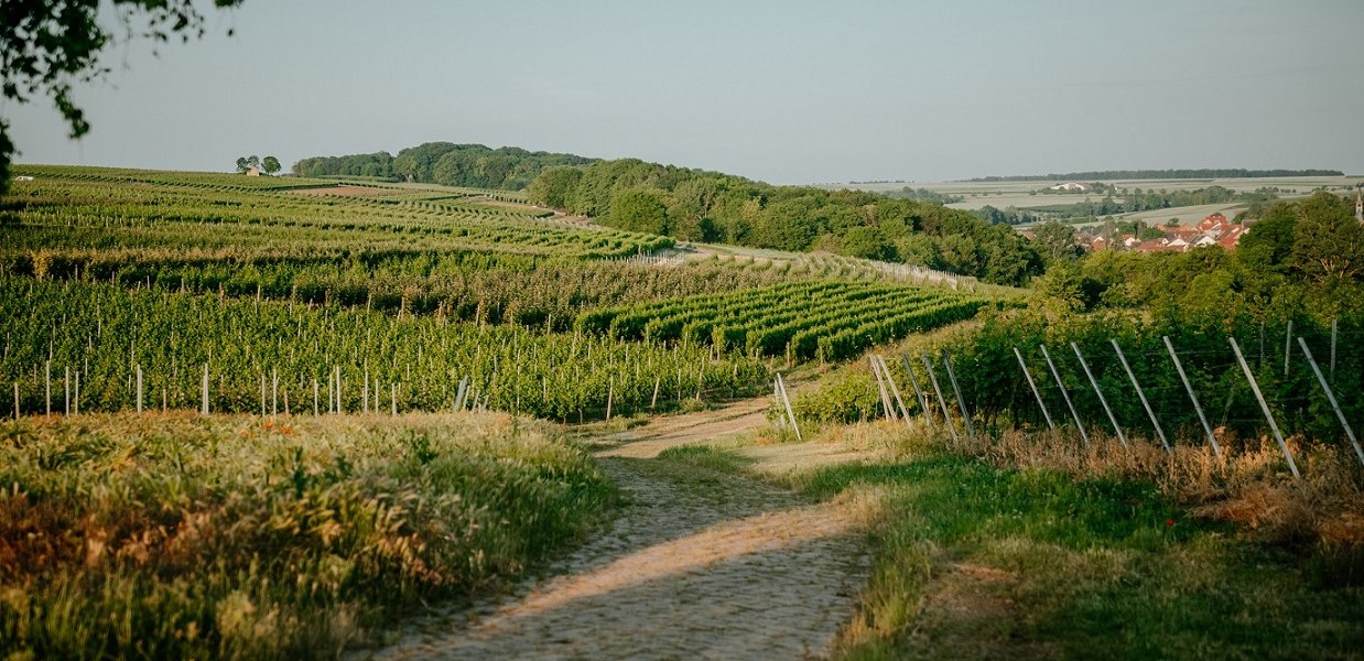 &copy; Weingut Finkenauer-Franz