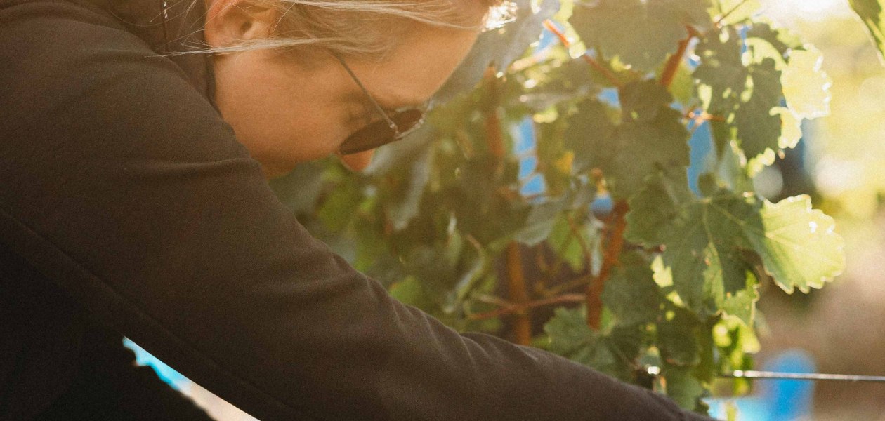 Weingut & G&auml;stehaus Volker Schmitt_Weinlese 2, &copy; Weingut & G&auml;stehaus Volker Schmitt