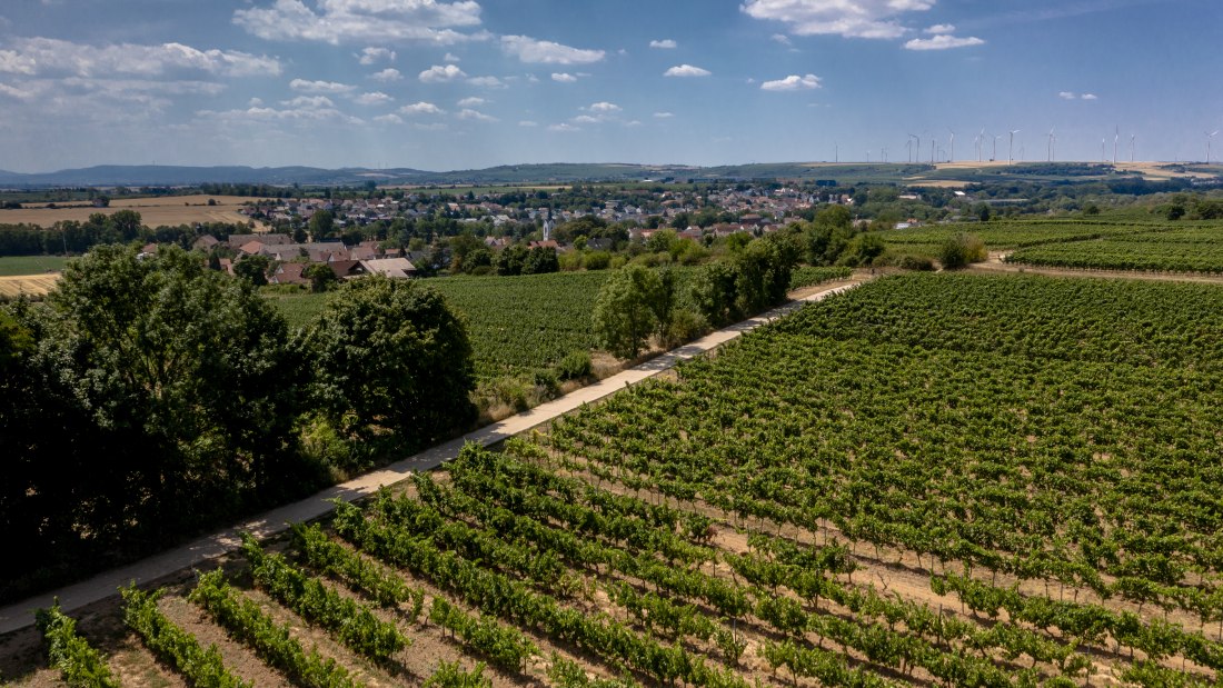 Monsheimer Rosengarten