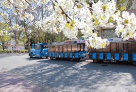 Bad Kreuznacher Bimmelbahn mit Baumblüte © Gesundheit und Tourismus für Bad Kreuznach GmbH
