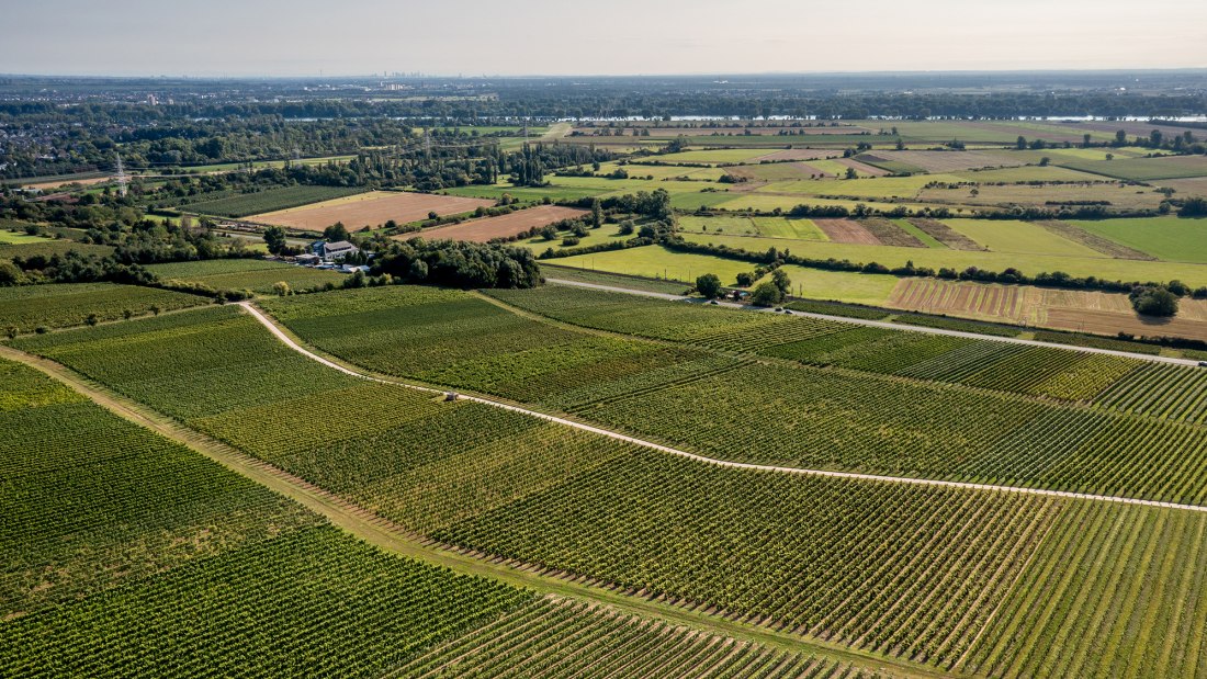 Bodenheimer Mönchspfad