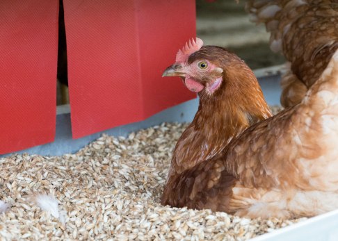 regiomat-die-eierlegenden-2