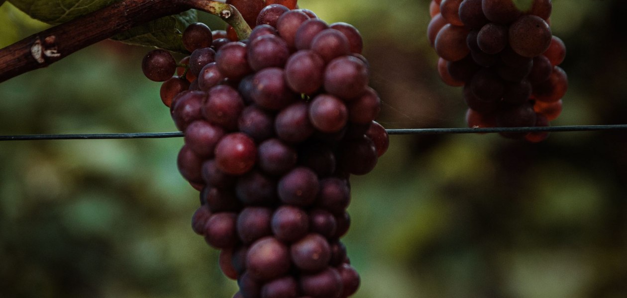 lou_6306_klein, &copy; Andreas Brummund - die WeinWerkstatt