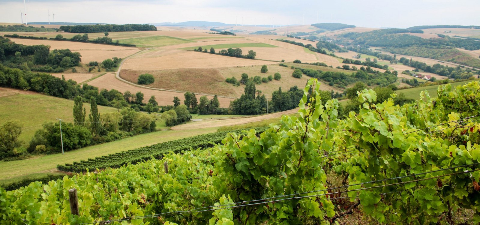 tiefenthaler_h&ouml;he_wein