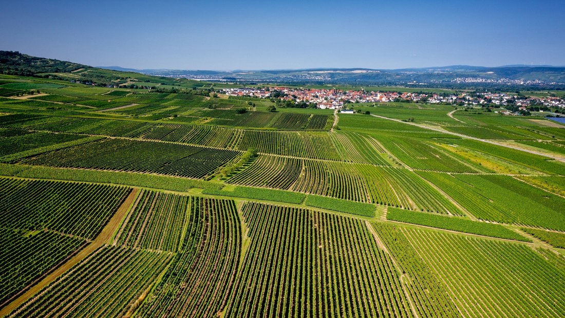 Gau-Algesheimer Johannisberg