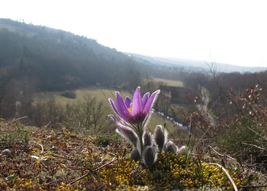 Pulsatilla am Hang &copy; Siefersheimer Kr&auml;uterhexen
