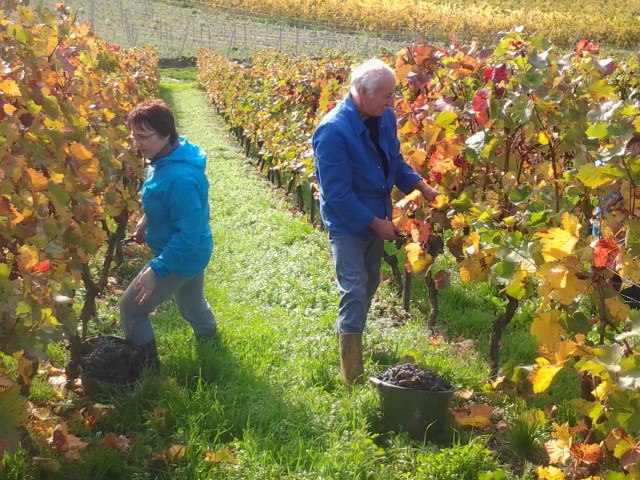 Weingut P.Zimmermann_Weinlese, © Weingut P.Zimmermann