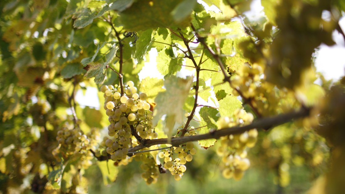 Weingut Winter_Traube, &copy; Weingut Winter