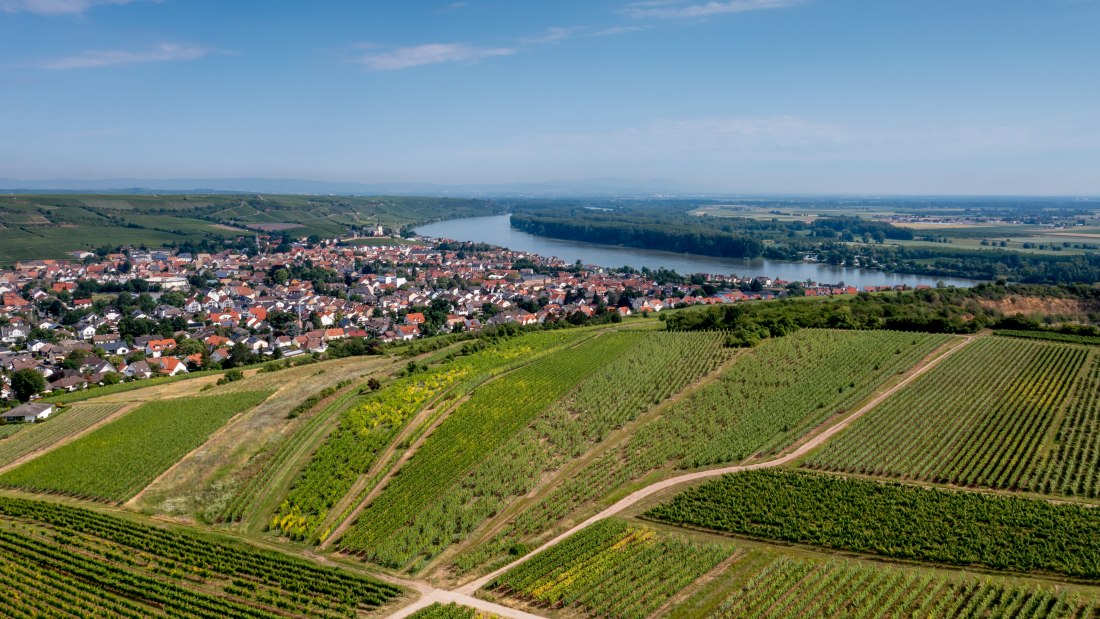 Niersteiner Parterberg-DJI_0222-178