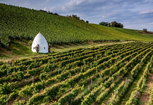 Weinlage La Roche, &copy; Torsten Silz