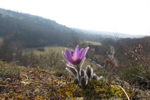 Pulsatilla am Hang, &copy; Siefersheimer Kr&auml;uterhexen
