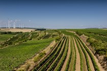 Alsheimer Römerberg, © Torsten Silz