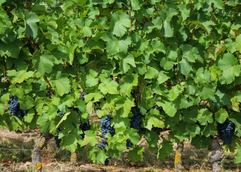 weinberge-alsheim