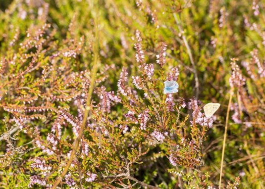 Wildblumen am H&ouml;llberg &copy; Dominik Ketz