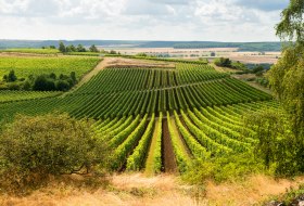 Blick &uuml;ber den Weinhang Hiwweltour Heideblick &copy; &copy; Dominik Ketz