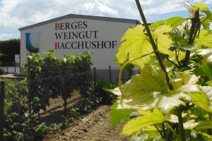 Weingut Bacchushof Dexheim 01