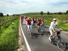 Meerdere fietsers rijden over een geasfalteerde weg door wijngaarden tijdens Rheinradeln tussen Worms en Oppenheim. Aan beide kanten van de weg staan rijen wijnstokken, met heuvels, bomen en een open lucht op de achtergrond.