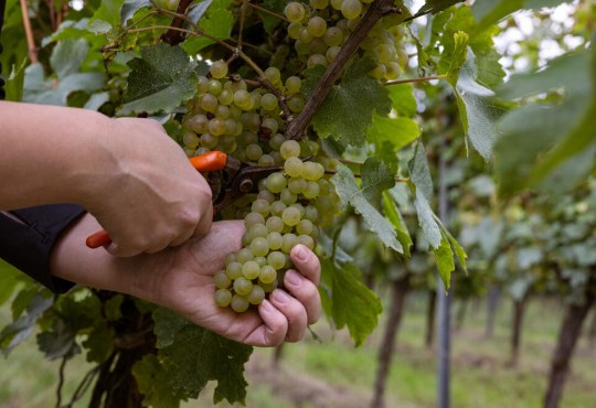 Weinlese Herbst, &copy; CC-BY Rheinhessenwein e.V./Sven Hasselbach