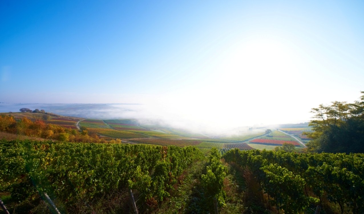 Autumn impression Rheinhessen