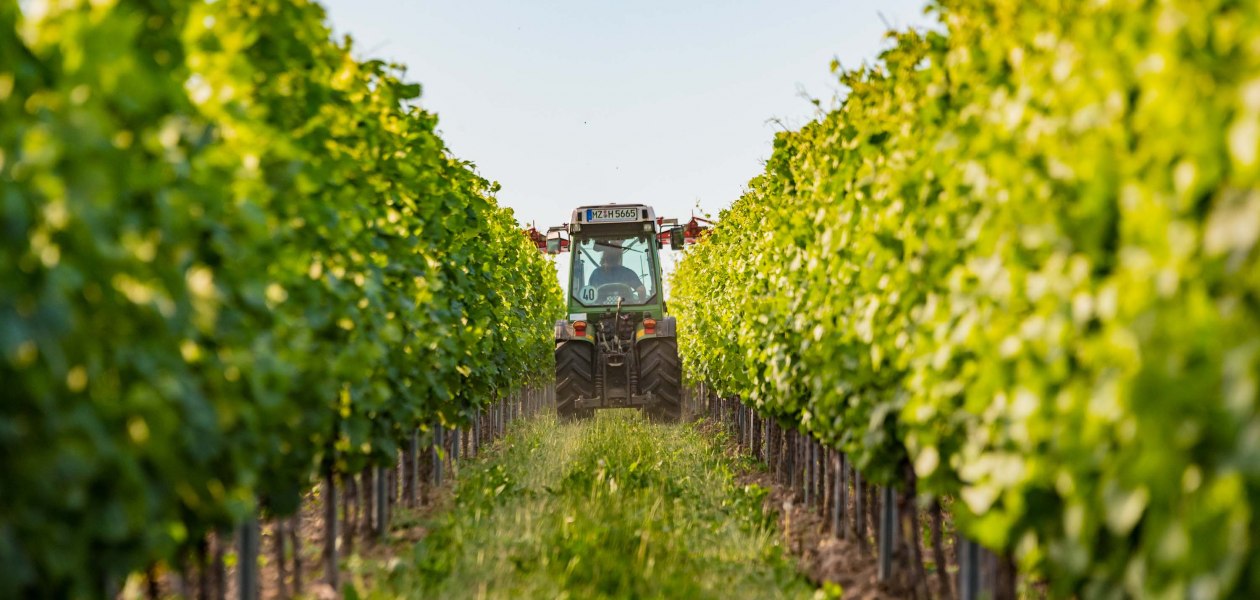 Weingut Hammen_Traktor, &copy; Weingut Hammen