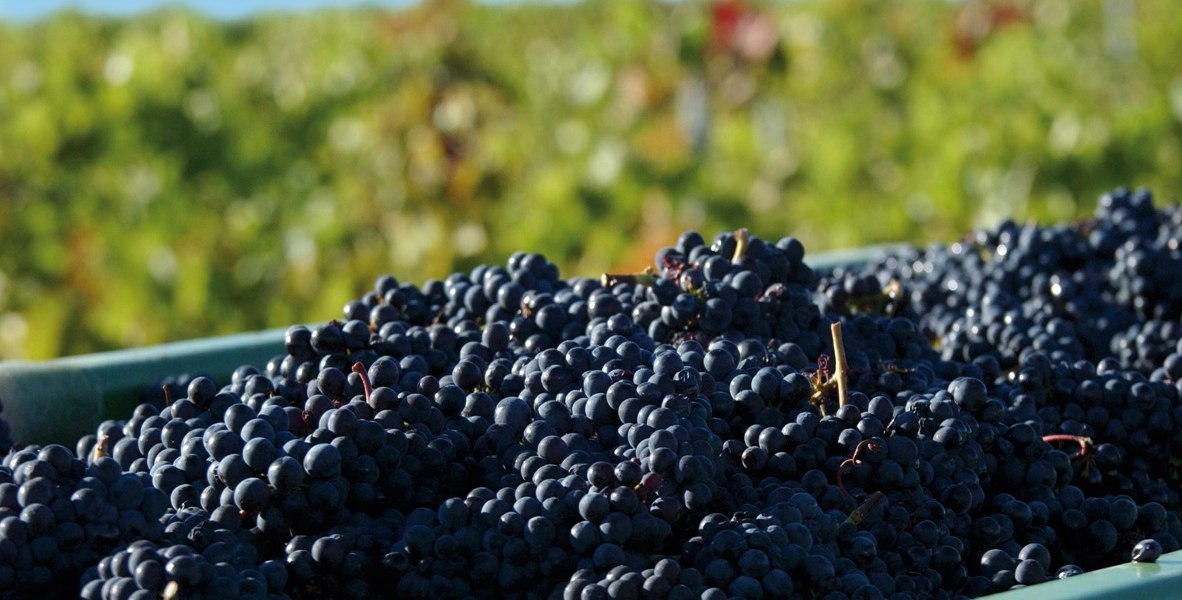 Beck__Stadecken-Elsheim2, &copy; Weingut Beck - Hedesheimer Hof