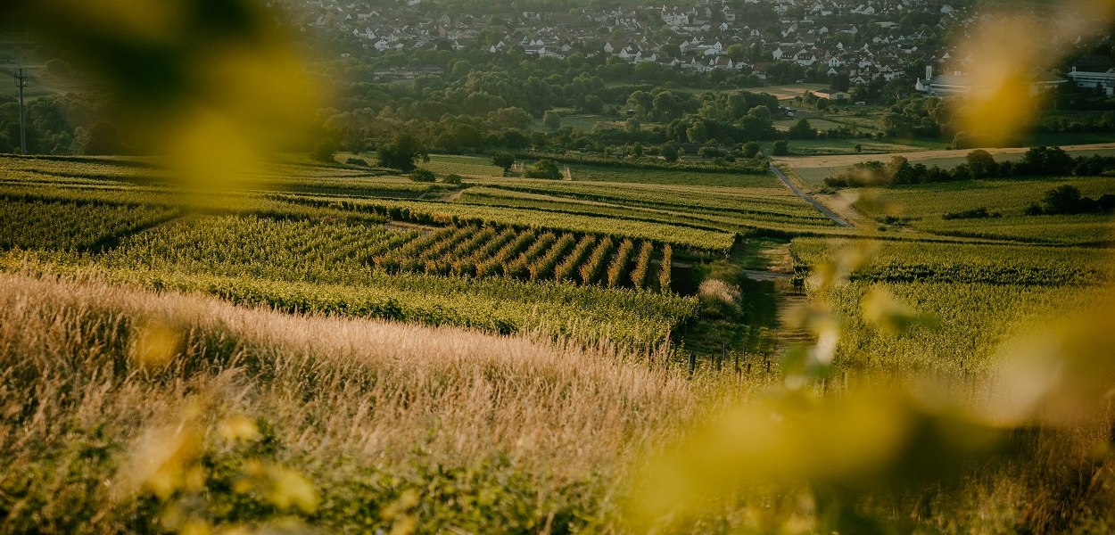 _Weingut_Finkenauer_JUNI_2021-98