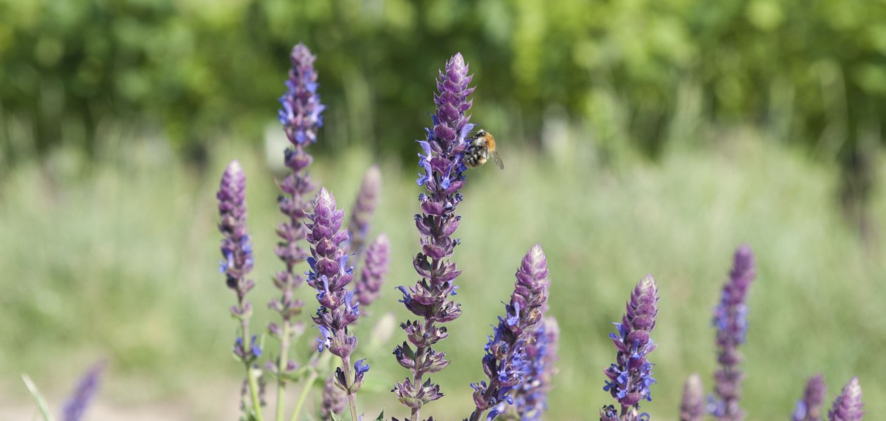 &copy; Weingut Rettig