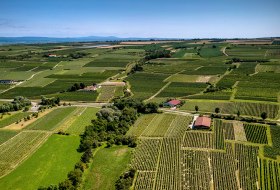 Ingelheimer Sonnenhang