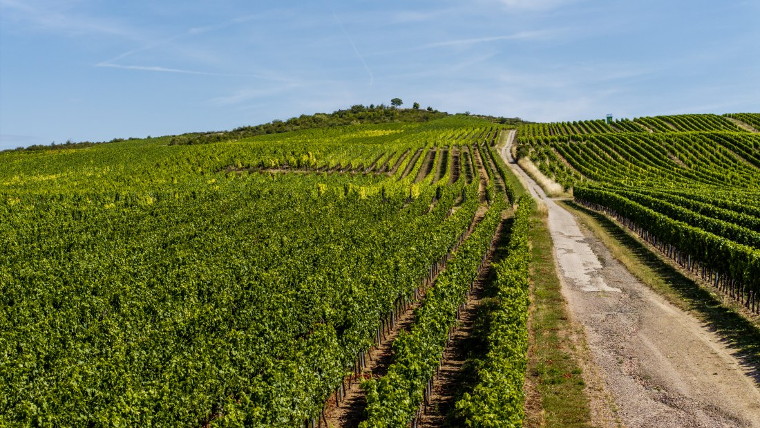 Bechtolsheimer Klosterberg-087 Kopie