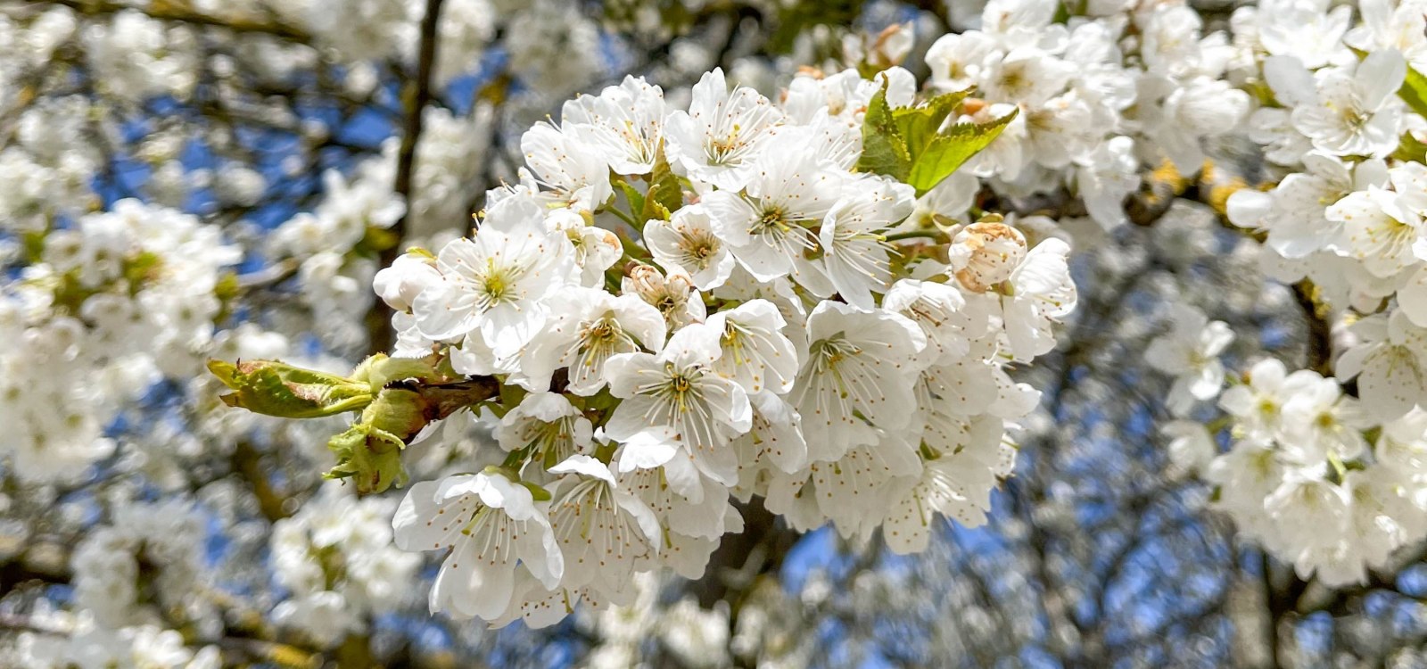 Obstbl&uuml;te auf der Obstroute