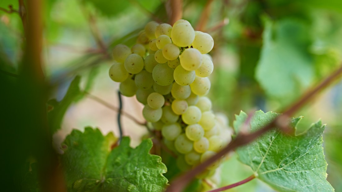 &copy; Weingut Friedhelm Hill