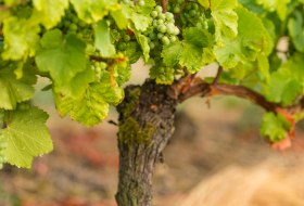 Weinstock &copy; Dominik Ketz