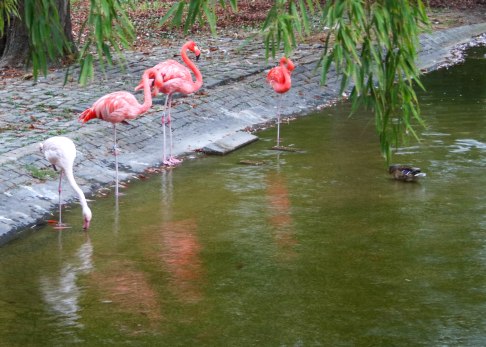mainzer-weinmarkt-echte-flamingos