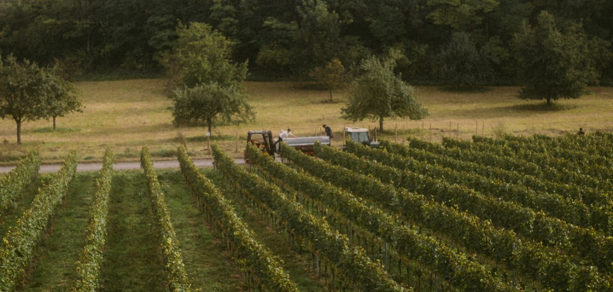 Lese 2, &copy; Weingut Kaltenthaler